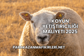 Koyun Yetiştiriciliği Maliyeti 2025