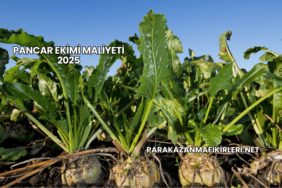Pancar Ekimi Maliyeti 2025