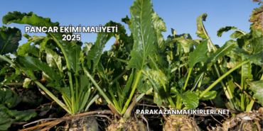 Pancar Ekimi Maliyeti 2025
