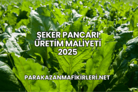 Şeker Pancarı Üretim Maliyeti 2025
