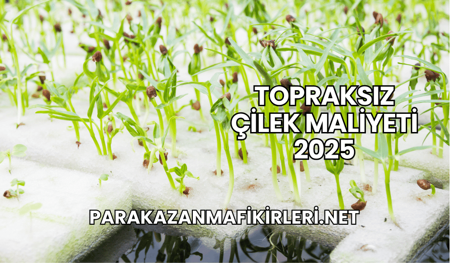 Topraksız Çilek Maliyeti 2025