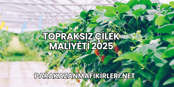 Topraksız Çilek Maliyeti 2025