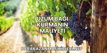Üzüm Bağı Kurmanın Maliyeti