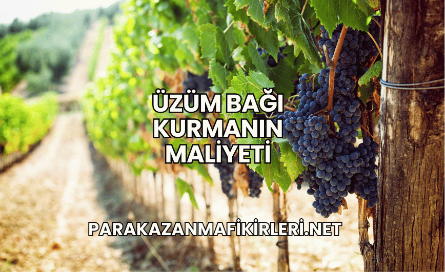Üzüm Bağı Kurmanın Maliyeti