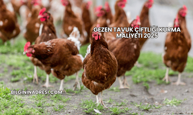 Gezen Tavuk Çiftliği Kurma Maliyeti 2025
