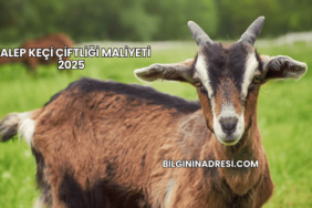 Halep Keçi Çiftliği Maliyeti 2025