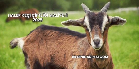 Halep Keçi Çiftliği Maliyeti 2025