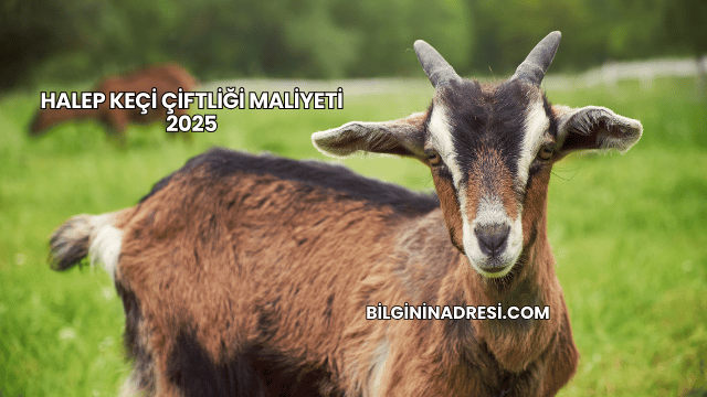 Halep Keçi Çiftliği Maliyeti 2025