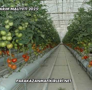 Topraksız Tarım Maliyeti 2025