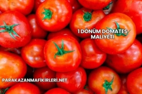 1 Dönüm Domates Maliyeti