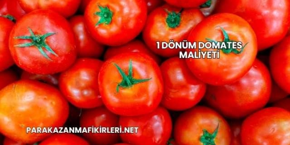 1 Dönüm Domates Maliyeti