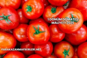 1 Dönüm Domates Maliyeti 2025
