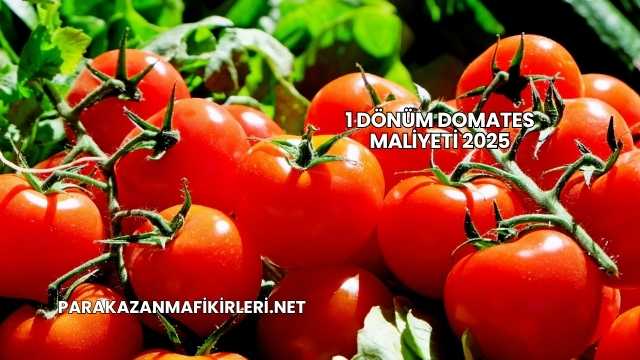 1 Dönüm Domates Maliyeti 2025