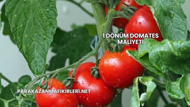 1 Dönüm Domates Maliyeti