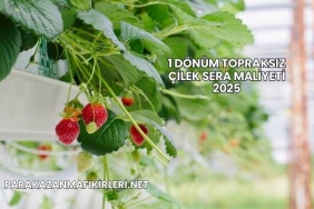1 Dönüm Topraksız Çilek Sera Maliyeti 2025
