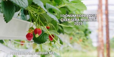 1 Dönüm Topraksız Çilek Sera Maliyeti 2025