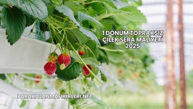 1 Dönüm Topraksız Çilek Sera Maliyeti 2025