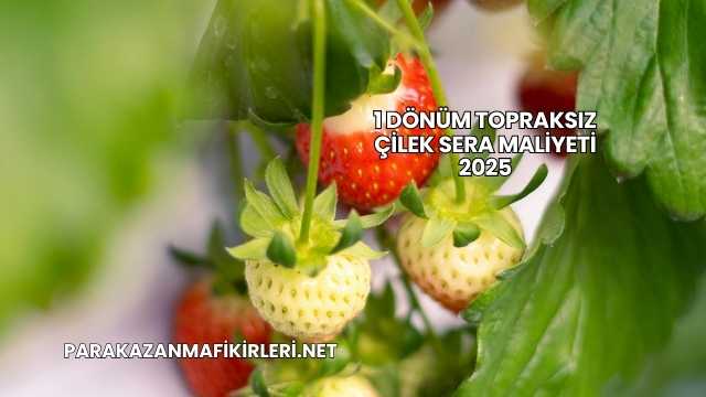 1 Dönüm Topraksız Çilek Sera Maliyeti 2025