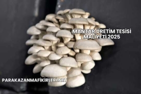 Mantar Üretim Tesisi Maliyeti 2025