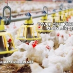 Tavuk Çiftliği Kurma Maliyeti 2025