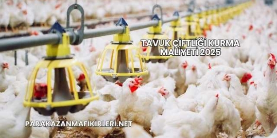 Tavuk Çiftliği Kurma Maliyeti 2025
